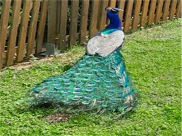 Paon du moulin barbotte